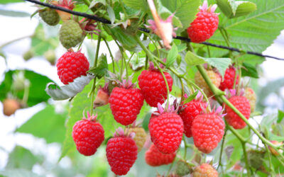 Cultivating Raspberries