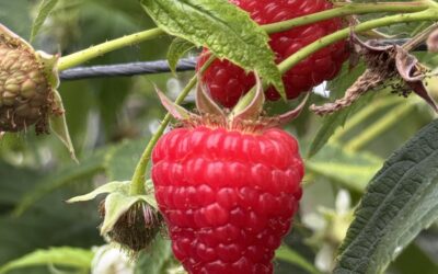 Malaika® Raspberries Raise the Bar: Premium Harvest Now Underway in Portugal